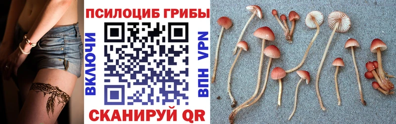 Купить  Нязепетровск  Псилоцибиновые грибы Psilocybine cubensis 